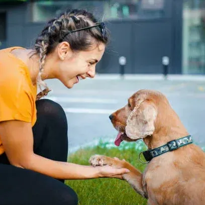 LaPet India Pet Shop In Lucknow